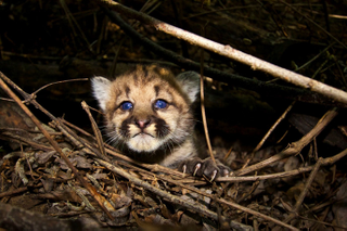 Illustration for article titled Mountain Lion Famous for Crossing LA Freeways Is Killed Crossing a Freeway